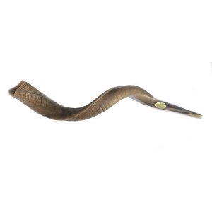 Large Yemenite Natural Shofar