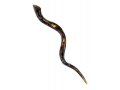 Collectors Hand Painted Yemenite Shofar - Gold Grapevine