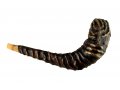 Distinctive Leather-bound Ram's Horn Shofar  Menorah Design