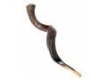 Extra Large Yemenite Kudu Shofar - Half Polished Half Natural