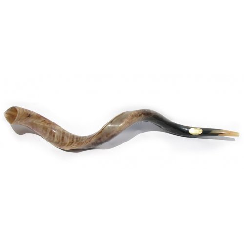 Extra Large Yemenite Polished Shofar