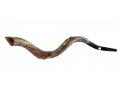 Half Natural Half Polished Nostalgic Crown Yemenite Shofar