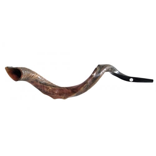 Half Natural Half Polished Nostalgic Crown Yemenite Shofar