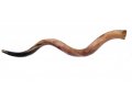 Jumbo Yemenite Polished Shofar