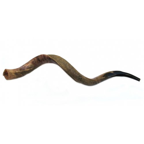 Jumbo Yemenite Shofar - Half Polished Half Natural