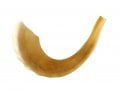 Large Ram's Horn Kosher Shofar Polished Made in Israel