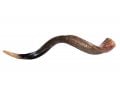 Large Yemenite Kudu Shofar - Half Polished Half Natural