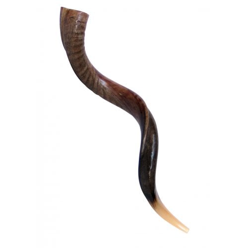 Large Yemenite Kudu Shofar - Half Polished Half Natural