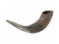 Medium Black Rams Horn Shofar - Natural