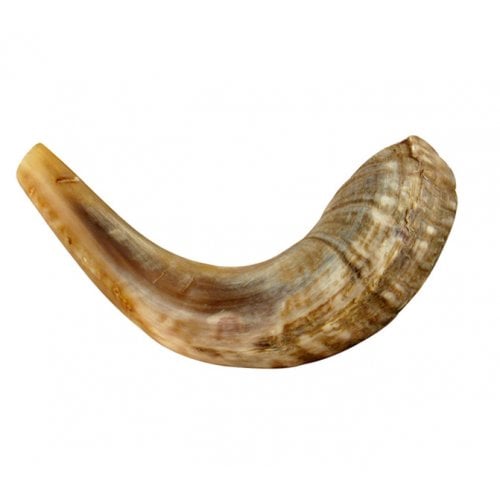 Medium Rams Horn Shofar - Natural