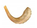 Medium Rams Horn Shofar - Polished