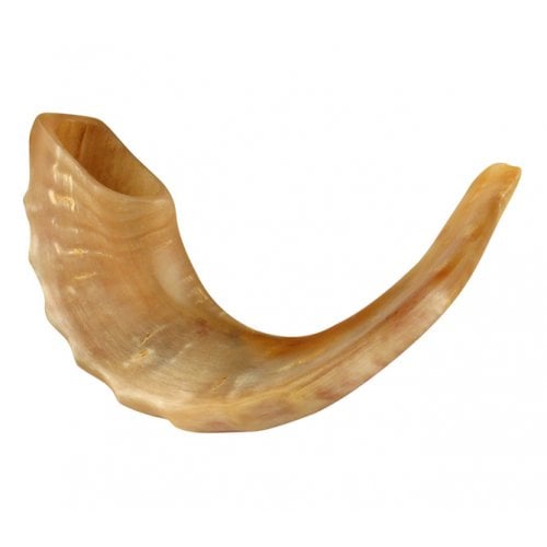 Medium Rams Horn Shofar - Polished