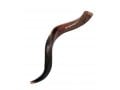 Medium Yemenite Kudu Shofar - Half Polished Half Natural