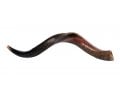 Medium Yemenite Kudu Shofar - Half Polished Half Natural