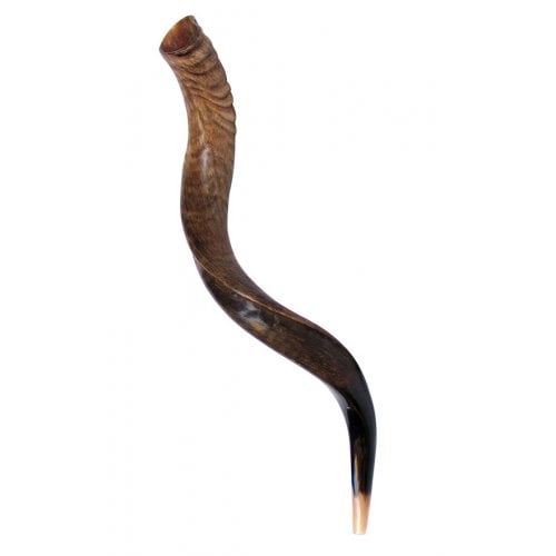 Medium Yemenite Shofar Natural Finish