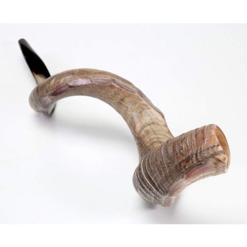 Nostalgia Crown Design Yemenite Shofar - Natural