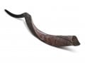 Personalized Shofar - Yemenite Kudu Horn Inscribed with Name