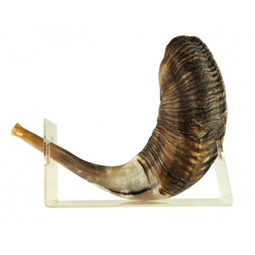 Ram's Horn Lucite Shofar Stand for Large Shofar 18-23 Inches Length