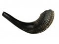 Small Black Rams Horn Shofar - Natural