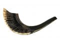 Small Black Rams Horn Shofar - Natural