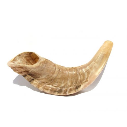 Small Rams Horn Shofar Natural Finish