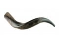 Small Yemenite Shofar - Half Polished Half Natural