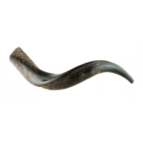 Small Yemenite Shofar - Half Polished Half Natural