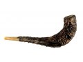 Stunning Leather-bound Ram's Horn Shofar